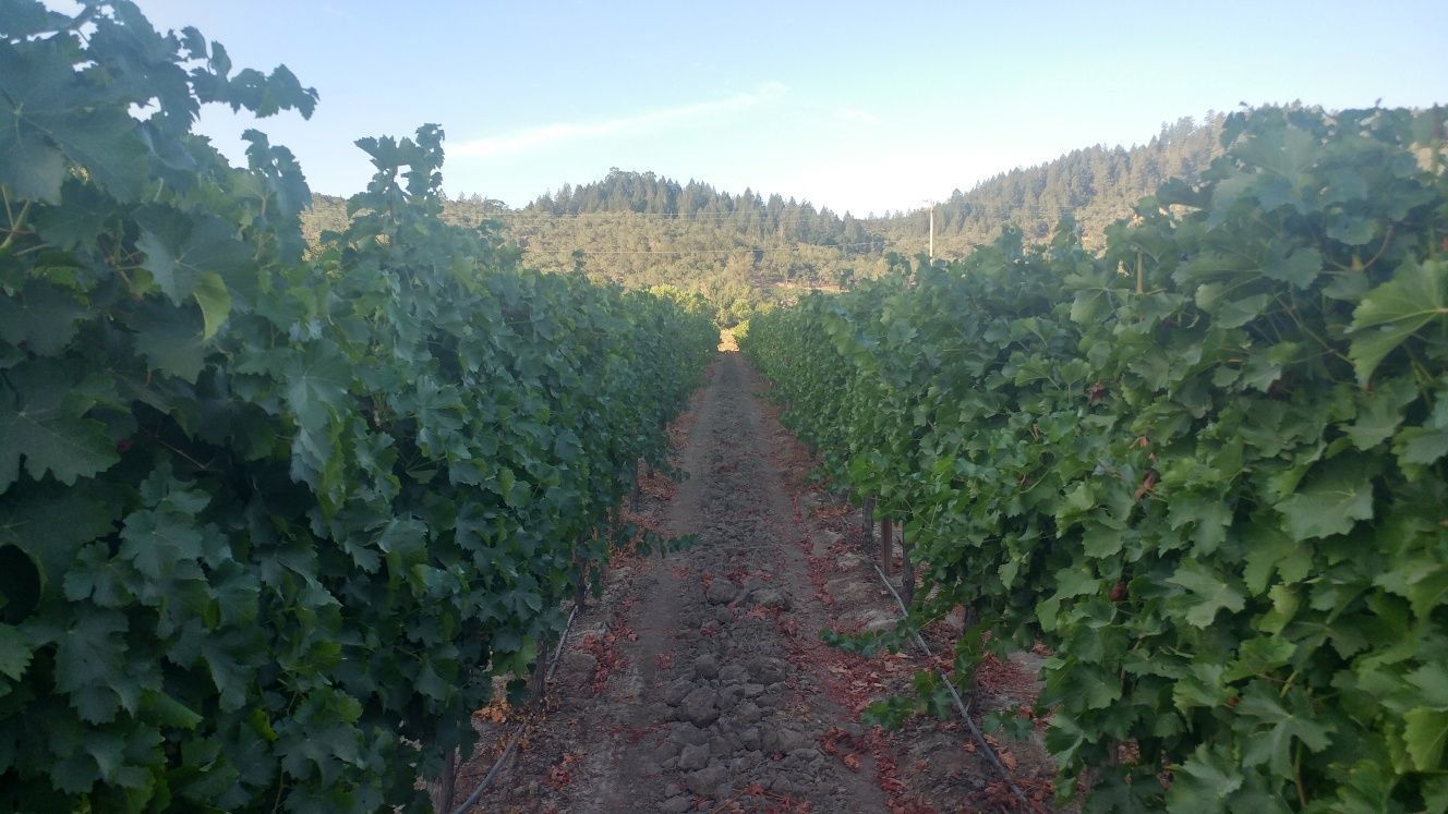 Lives of the Vines